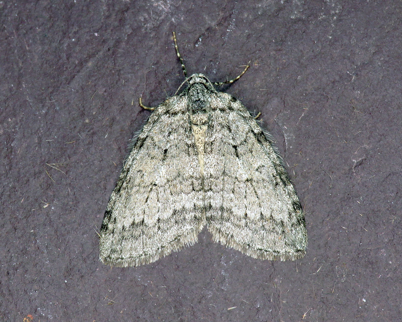 70.107x November Moth - Epirrita dilutata agg.