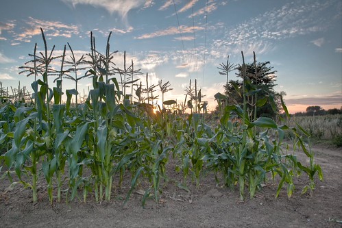 Sunset over the growing corn by Annavr6Photography, Thought I best start making the most of sunsets as before I know it then it will be winter and they 