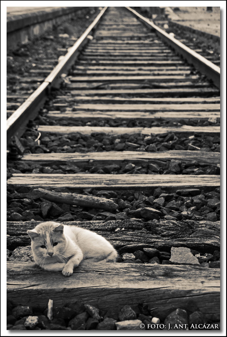El gato que soñaba con trenes