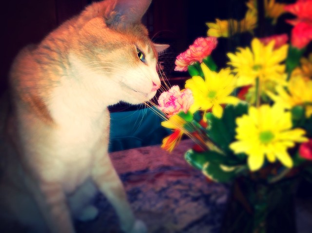 Sniffing the flowers