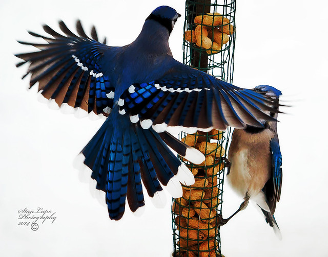 Blue Jays at the Feeder