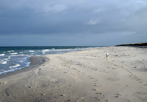 sea beach denmark rørvig odsherred goldenretrieveronthebeach
