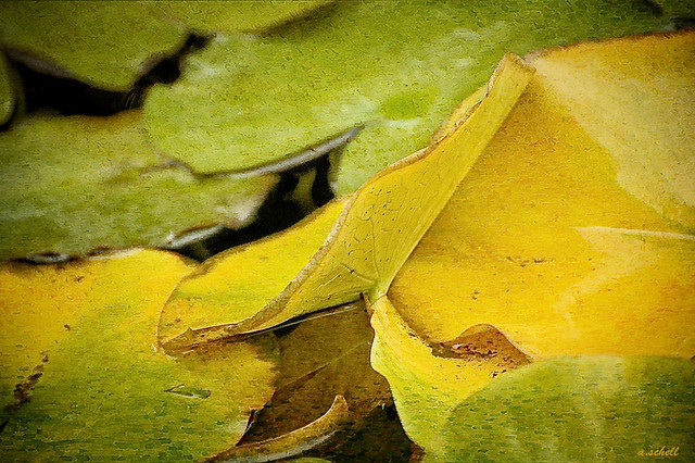 nenufares: otoño    -   water lilies: autumn