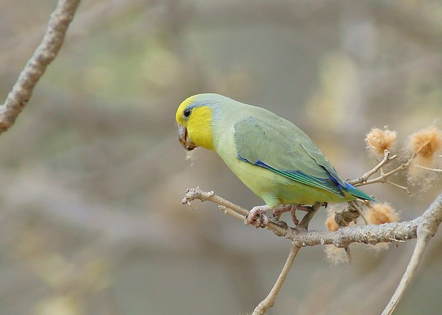 Periquito de cara amarilla / Yellow-faced Parrotlet
