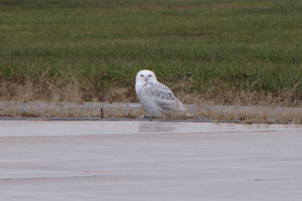 Snowy Owl - Dover AFB, DE - 11/26/13 | ebird.org/ebird/view/… | Flickr