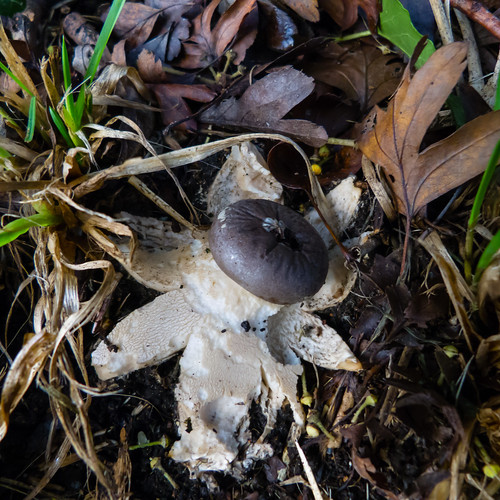 Crowned earth star, Compton