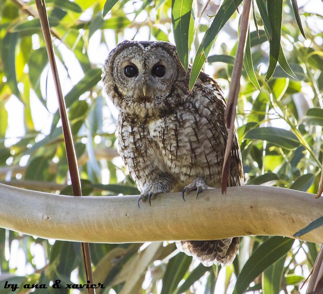 Coruja-do-mato, Tawny Owl (Strix aluco) - em Liberdade [WildLife]