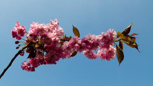 Pink cherry blossom, Bantock