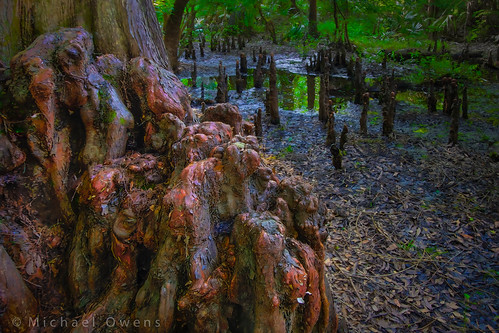 The Creative Cypress | by MichaelSOwens