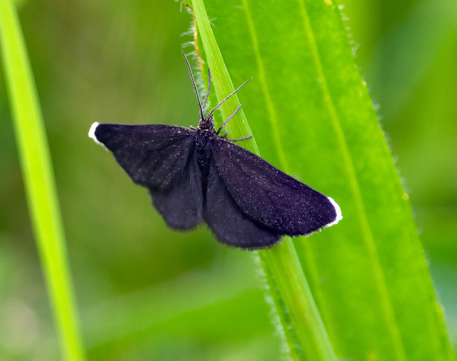 Black Butterfly - or perhaps a moth.....