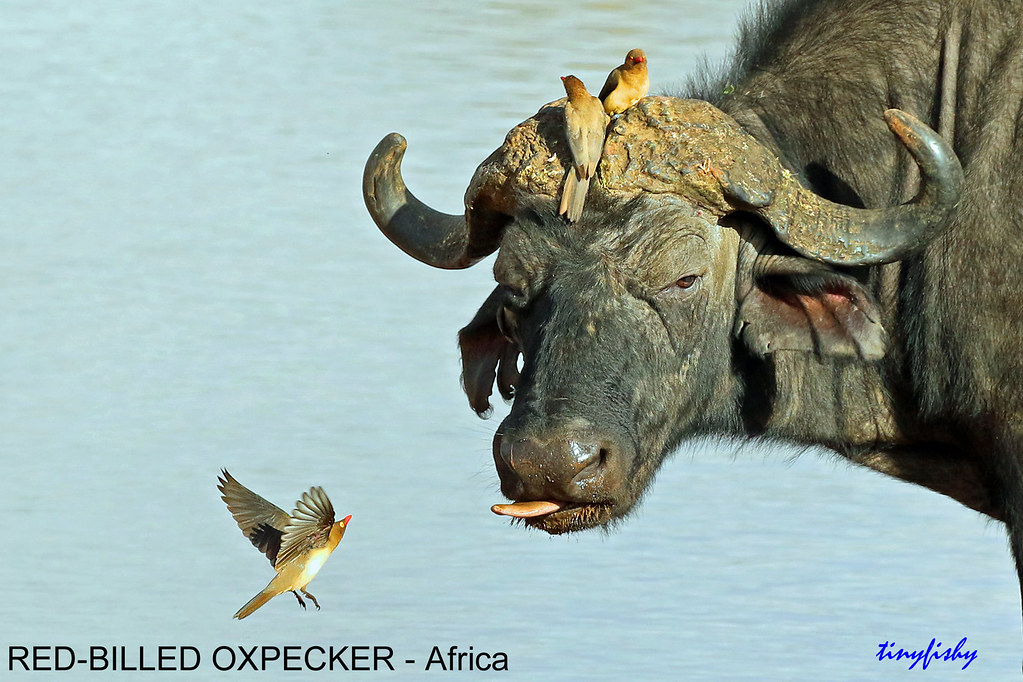 (Species# 891a) RED-BILLED OXPECKER - [ The Ark Hotel, Kenya, Africa ]