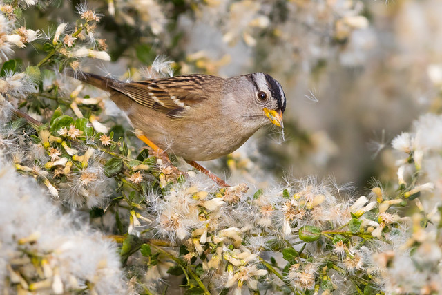 White-crowned Sparrow (X6C_9273-1)