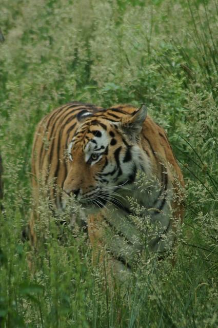 Tiger at the Highland Wildlife Park
