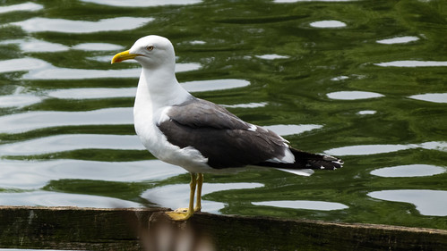 Lesser black backed gull, West Park