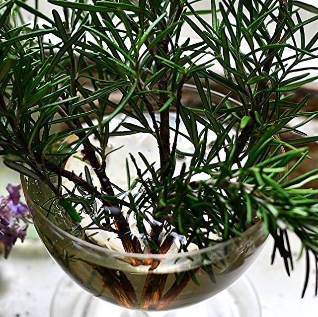 Rosemary in a wine glass