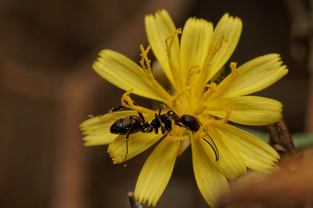 Polinizando..., (¿Camponotus rufoglaucus ?), Bco de La Ballena