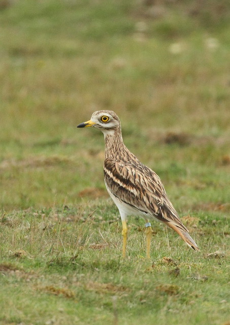 stone curlew