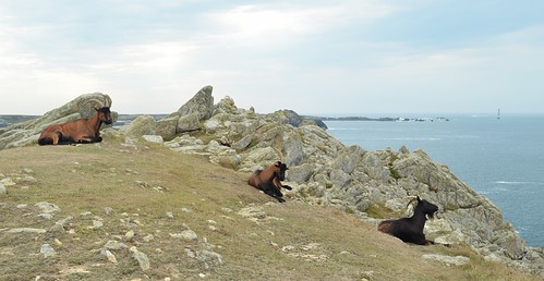 les chèvres ouessantines | by viti2012