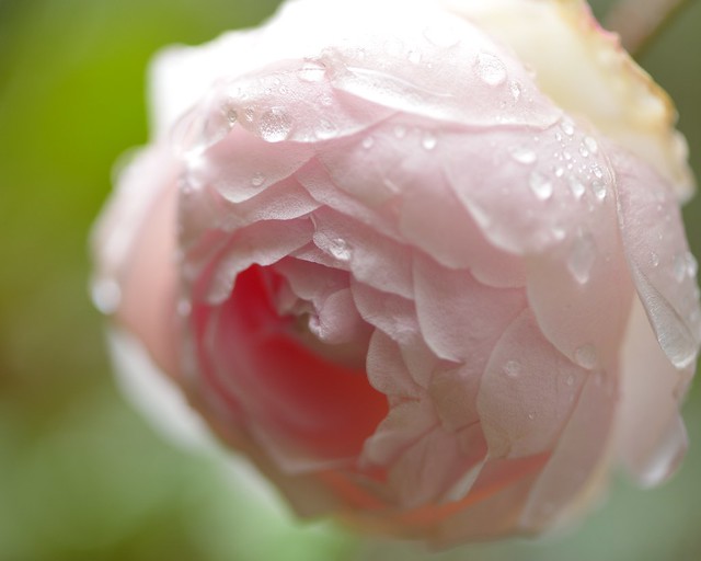 Winter rose with rain drops