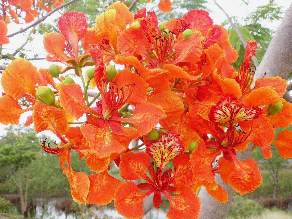 Bunga flamboyan | Delonix regia | Nelindah | Flickr