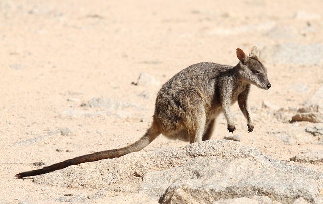 Allied Rock Wallaby ~ Petrogale assimilis ~ Magnetic Island