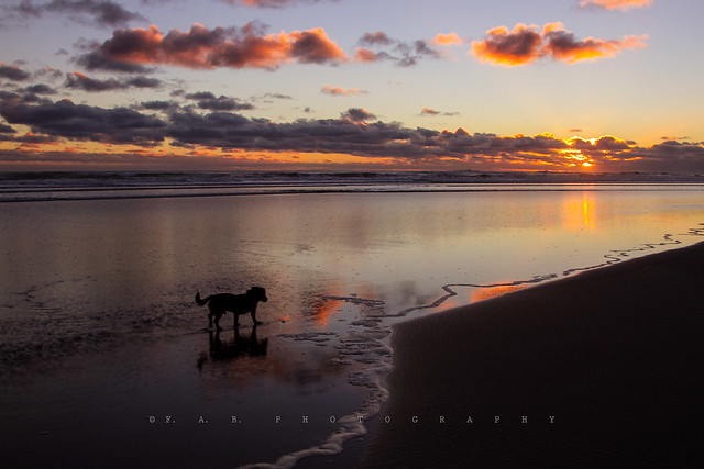 Doggie at Sunset