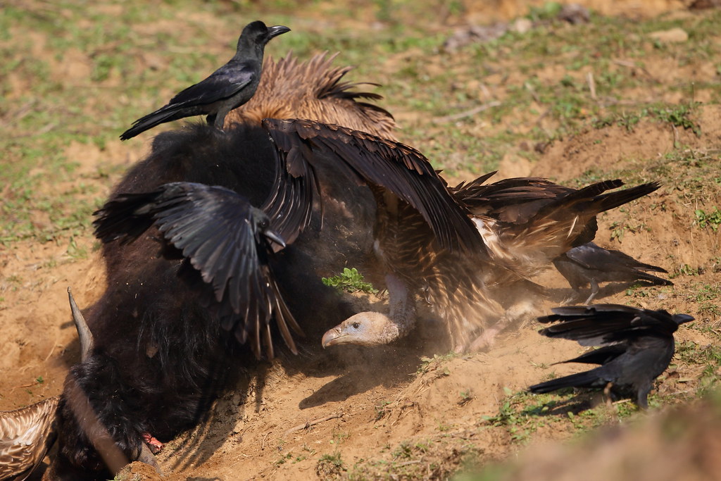 Large-billed Crows & Himalayan Vulture | Jon Irvine | Flickr