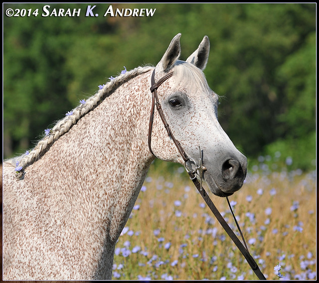Cloud- Arabian gelding available for adoption in New Jersey