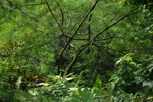 jungle trees plants leaves green jurongecogarden singapore landscape park garden nature