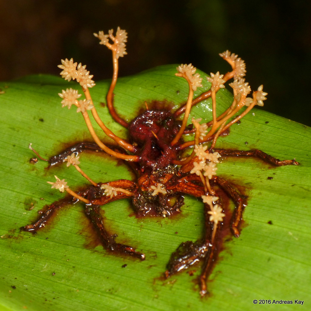 Spider & Entomopathogenic fungus, Ophiocordyceps englerian… | Flickr