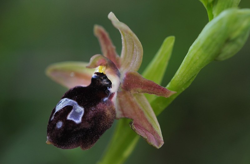 20160323-176F | Gottfrieds Ragwurz (Ophrys ferrum-equinum subsp. gottfriediana). Zakynthos, 23.03.2016