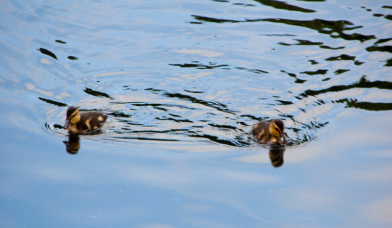 Ducklings, Perton pool