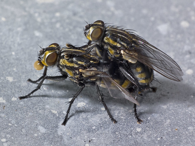 Flesh fly love - Oxysarcodexia varia