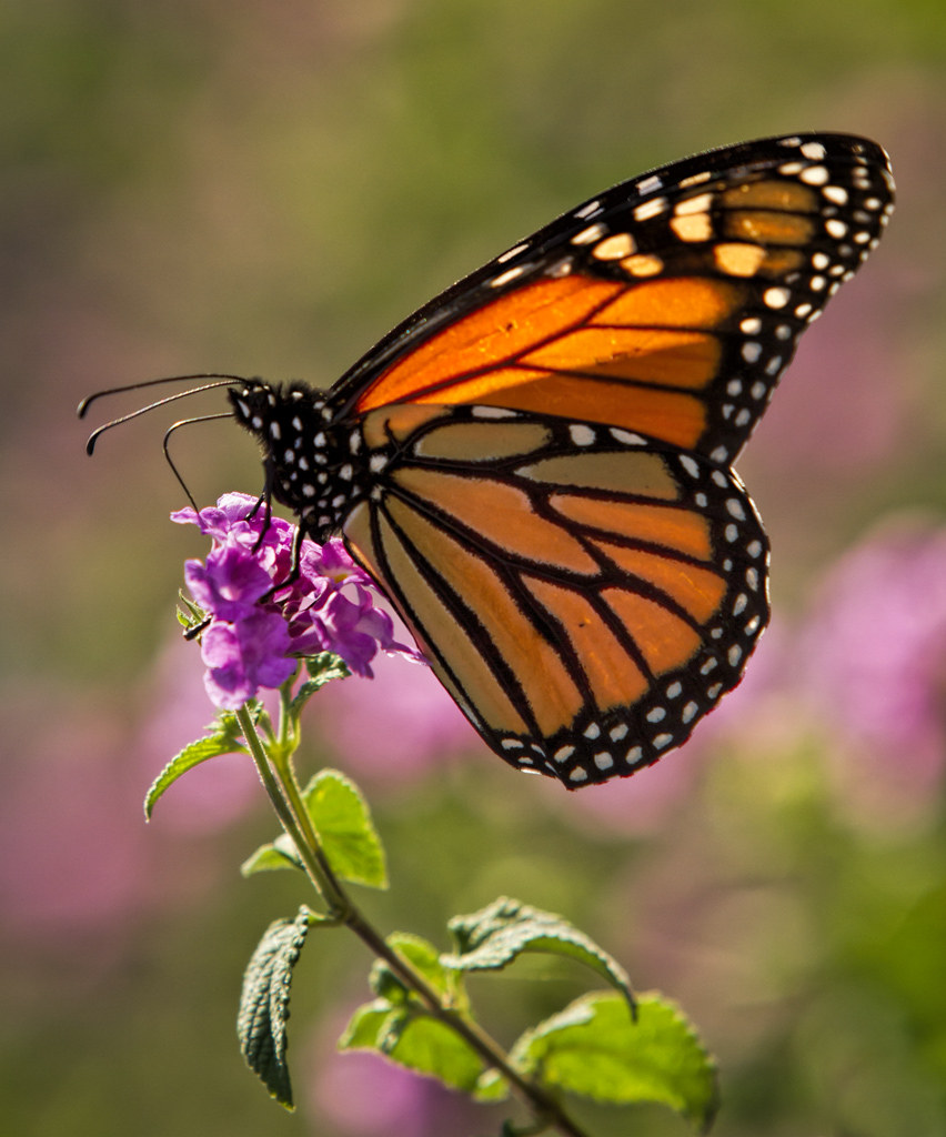 Monarch butterfly | Mark Chandler | Flickr