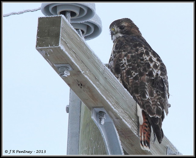 Red-tailedHawk_4251
