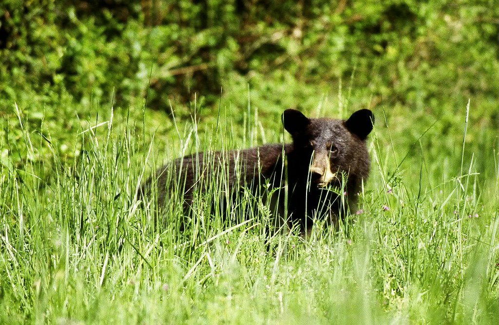 Black bear | Great Dismal Swamp National Wildlife Refuge. Cr… | Flickr
