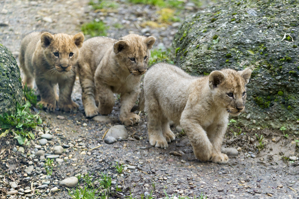 Three cubs in a row