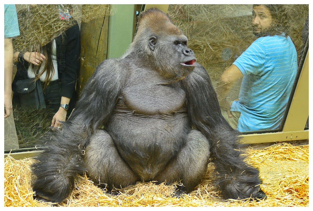 Calgary zoo animals, gorrila Kakinga | 张三张 | Flickr