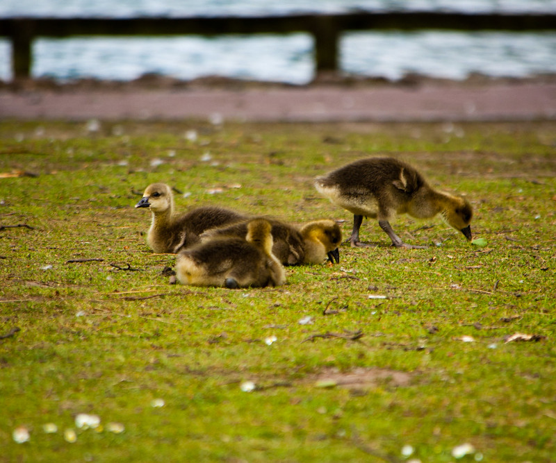 Goslings, West Park
