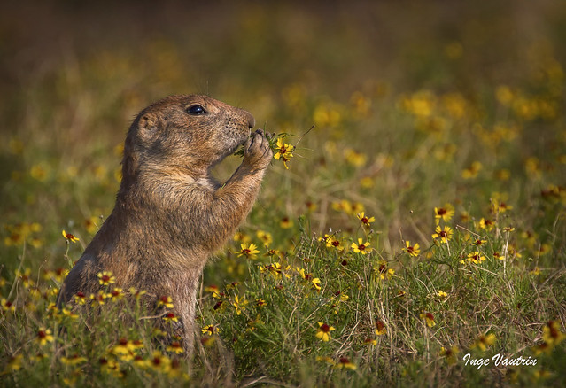 Prairie Dog Enjoying the Flowers.
