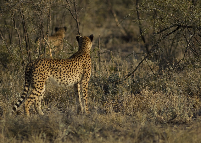 Cheetahs Hunting Etosha E48G7344