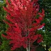 Red tree