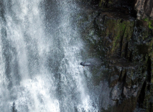 kaptainkobold waterfall falls water bird heron flight river blur mvement animal nature