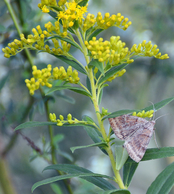 Unknown (to me) moth on Goldenrod in September