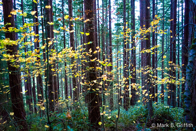 Touch of Yellow