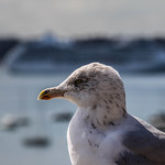 Pensive seagull