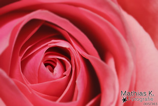 Rosenblüte | Projekt 365 | Tag 5
