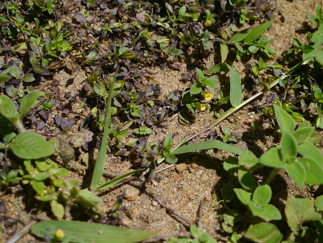 Mecardonia procumbens (Mill.) Small
