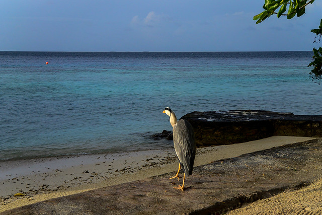 Dance with a heron at Maldives Coco Boduhithi