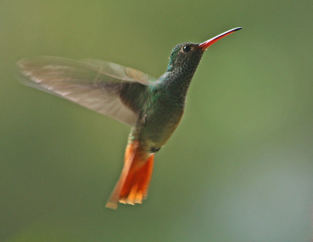 Rufous-tailed hummingbird.